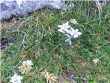 Edelweiss (Leontopodium alpinum)