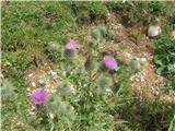 Navadni osat (Cirsium vulgare)