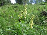 Digitalis grandiflora