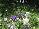 Klobčasta zvončica (Campanula Glomerata)