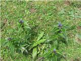 Navzkrižnolistni svišč (Gentiana cruciata)