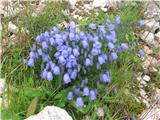 Trebušasta zvončica (Campanula cochleariifolia)