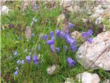 Beckova zvončica (Campanula beckiana)