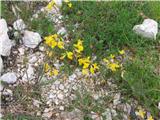 Common Bird's-foot-trefoil (Lotus corniculatus)