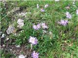 Sternbergov klinček-planinski nagelj-dianthus sternbergii-spada med klinčnice, še vedno cveti nad planini Dolge njive.