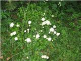 Bavarski zali kobulček (Astrantia bavarica)