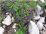 Navadna črnoglavka (Prunella vulgaris)