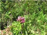 Panonski svišč (Gentiana pannonica)