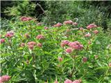 Konjska griva (Eupatorium cannabium)