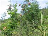 Sorbus aucuparia