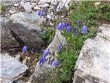 Rušnata zvončica (Campanula cespitosa)