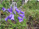 scheuchzerjeva zvončica-campanula scheuchzeri