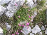 Dianthus sylvestris