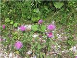 Centaurea phrygia ssp. pseudophrygia