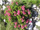 Dlakavi sleč (Rhododendron hirsutum)
