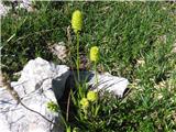 Navadna žiljka (Tofieldia calyculata)