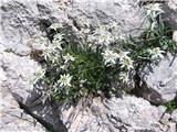 Planika ali očnica (Leontopodium alpinum)