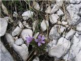 Čašasti sviščevec (Gentianella anisodonta)