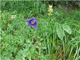 Einselejeva orlica (Aquilegia einseleana)