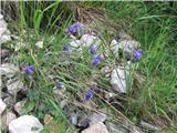 Ko se spuščamo proti koči na Krnskih jezerih z Babe veliko rastišče einselejeve orlice-aquilegia einseleana.