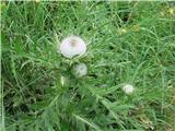 Lep je volnatoglavi osat-cirsium eriophorum, še ni pokazal svoje barve.