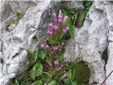 Čašasti sviščevec (Gentianella anisodonta)