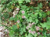 Velikega zalega kobulčka je tudi veliko poleg ostalih dveh manjših, ki sta bele barve. To sta kranjski in bavarski. Latinsko ime-astrantia.