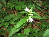 Pred kočo na Komni v temačnem gozdu preseneti rastišče popolnoma bele zvončnice-albin. Mislim, da so take zaradi pomanjkanja sonca. Gre za koprivasto zvončico-campanula trachhelium.