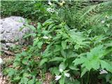 Campanula trachelium