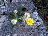 Kosmata škržolica (Hieracium villosum)