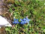 Nizki svišč (Gentiana pumila)