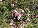 Triglavska roža (Potentilla nitida)