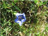 Gentiana clusii