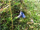 Trumpet Gentian (Gentiana clusii)