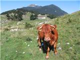 Planina Zaprikraj - Krn