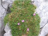 Brezstebelna lepnica (Silene acaulis)