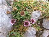 Mnogolična suholetnica (Erigeron glabratus)