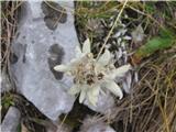 Planika ali očnica (Leontopodium alpinum)