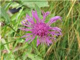 Navadni glavinec (Centaurea jacea)