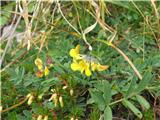 Navadna podkvica (Hippocrepis comosa)