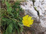 Kosmata škržolica (Hieracium villosum)