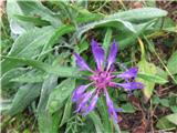 Mountain Bluets (Centaurea montana)