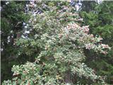 Sorbus aria