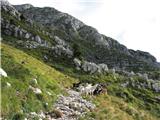Planina Krnica - Pri Banderi - Prevala - planina Krnica srečanje s kozami