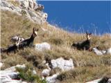 Creta di Timau in Cima Avostanis prav veliko ljudi v teh koncih ne vidijo