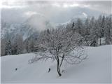 Viška planina osamljeno drevo