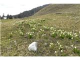 cvetoča Hruška planina