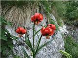 Planina Za Skalo in Kaluder Kranjska lilija