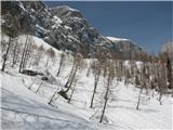 Konjski špik - Monte Cavallo kosmati količki 