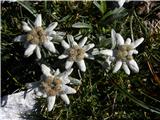 Planina Polog - Mahavšček